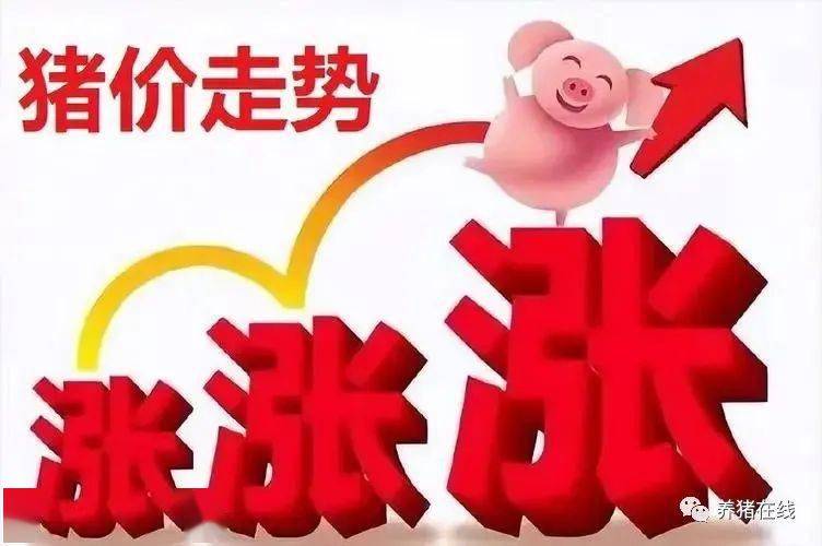 猪价呈现回暖迹象 养殖企业从“卷规模”转向“降成本”