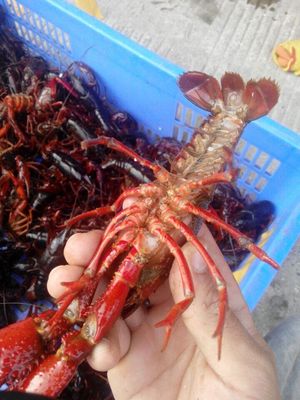 阿里巴巴首批50吨救援物资12小时内送达洞庭湖灾区