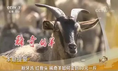 “以羊生金”带农富农 “中国湖羊之乡”激活乡村经济