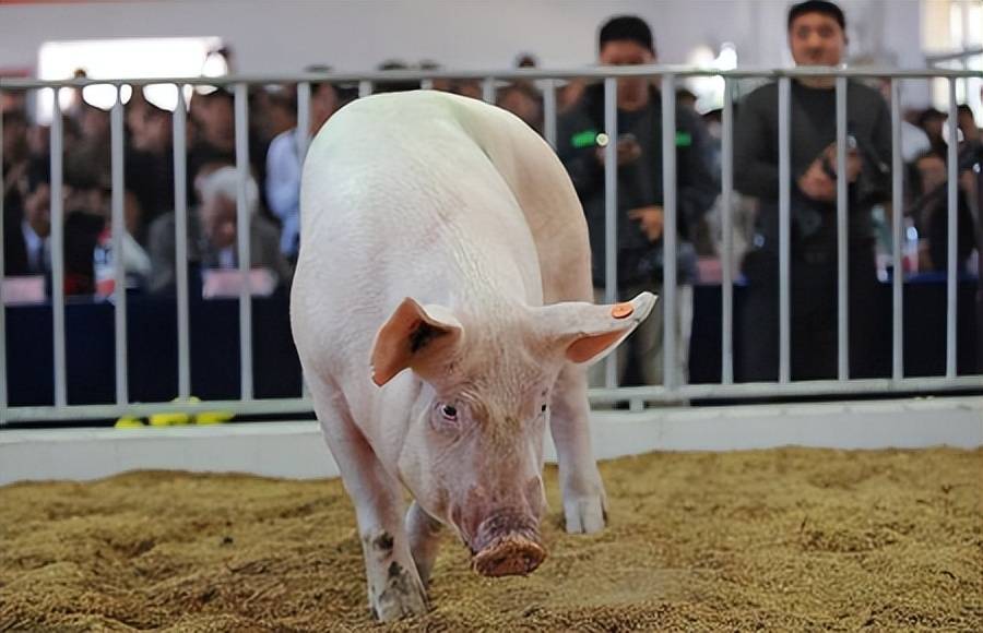 生猪养殖成本下降、价格连涨 自繁自养头均盈利已近700元