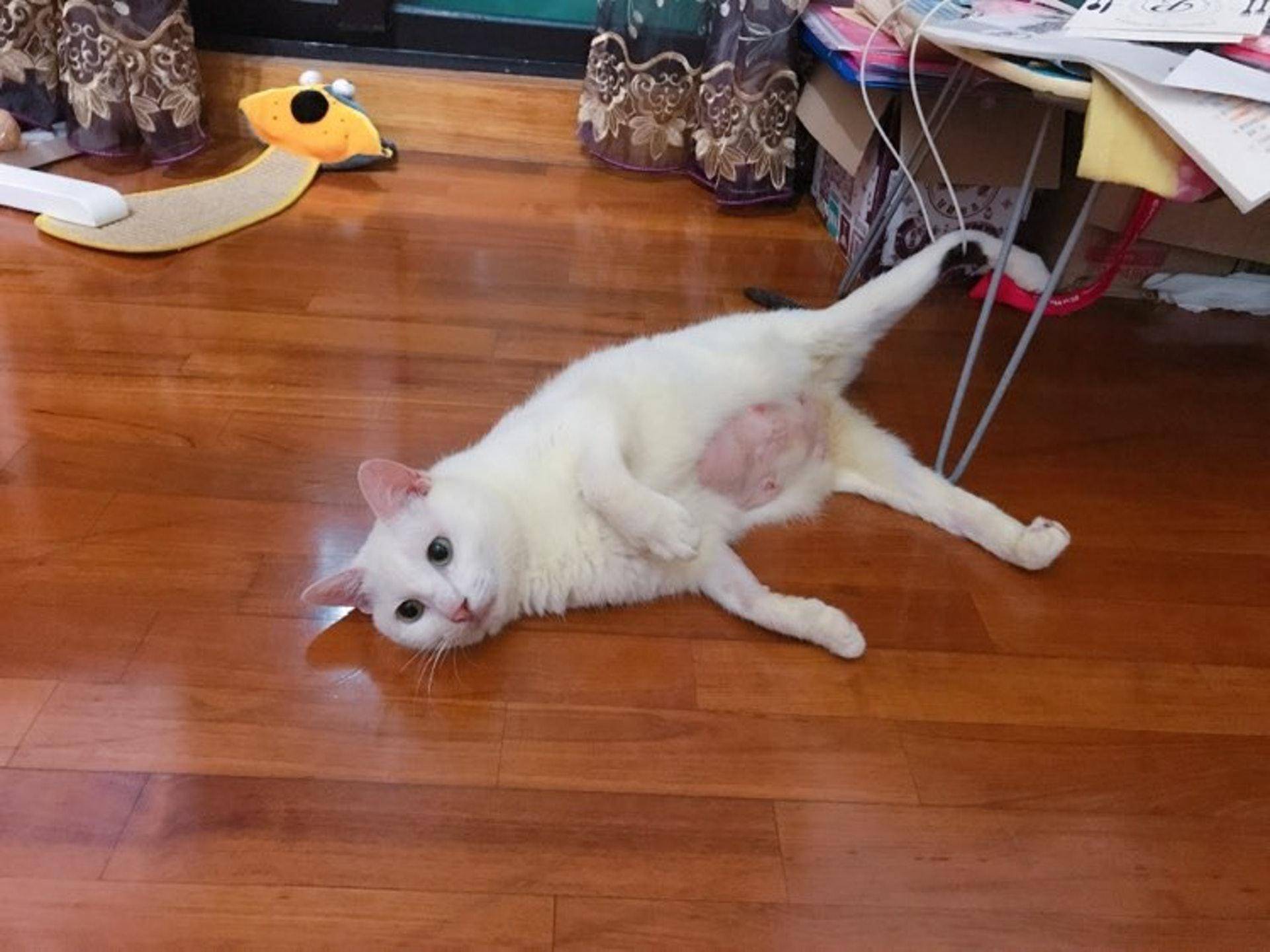 女生自学针灸救治瘫痪猫咪 针灸行业市场现状分析_人保车险,人保护你周全