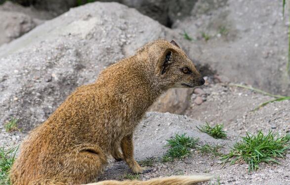 第三次新疆综合科学考察发现很多新物种