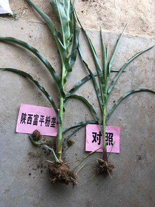 五 粮 液获得发明专利授权：“一种用于鉴定乙酸乙酯产生菌株的简并引物及其应用”