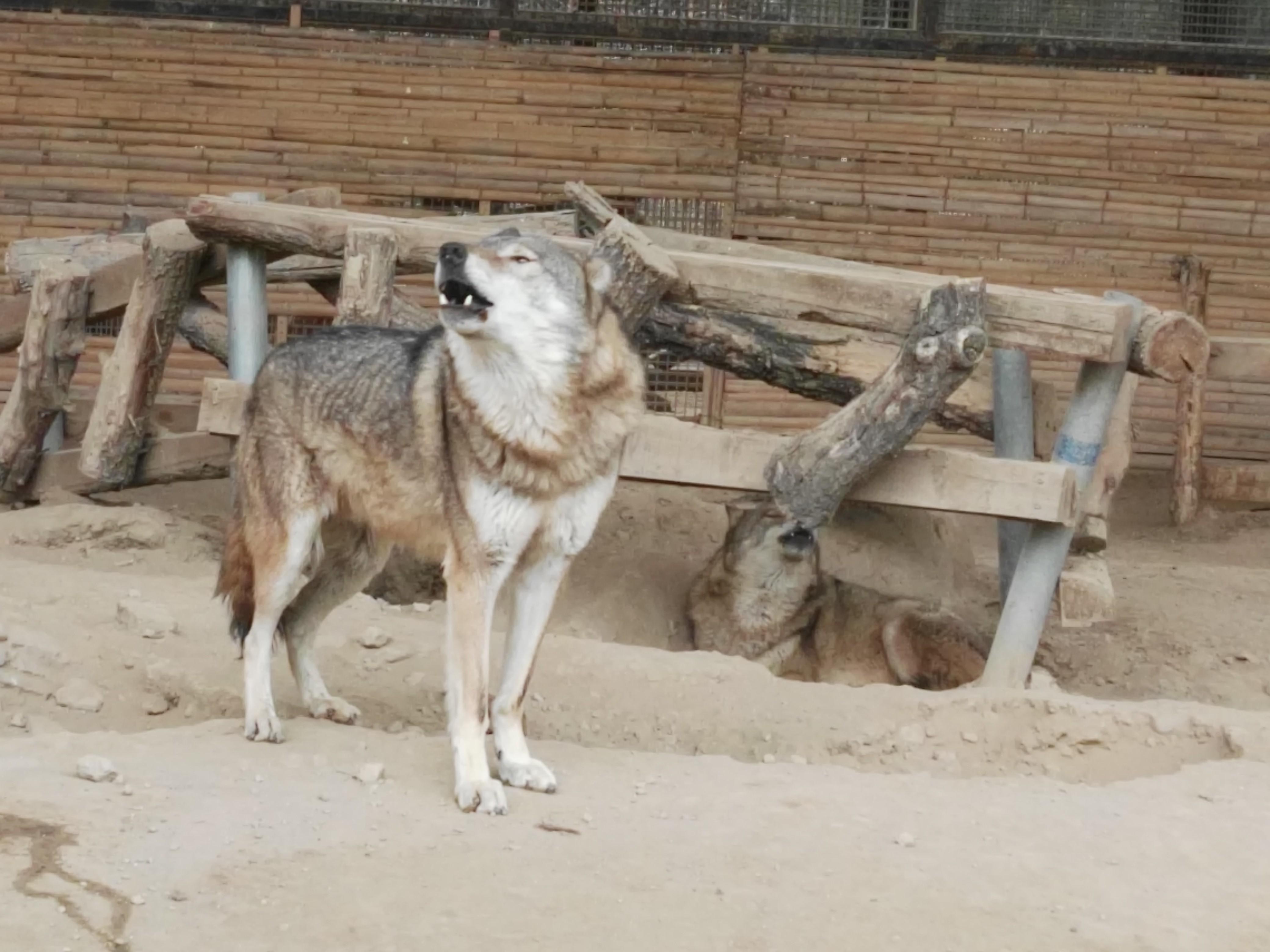 AI辅助去核提升犬科动物克隆效率