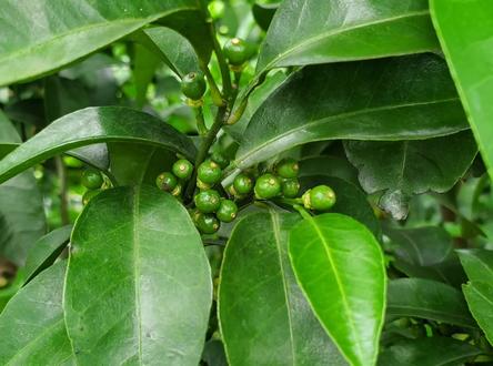 植物通过“危险信号”察觉寄生线虫