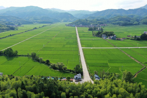 （乡村行・看振兴）福建永安：制种有“稻”忙丰收