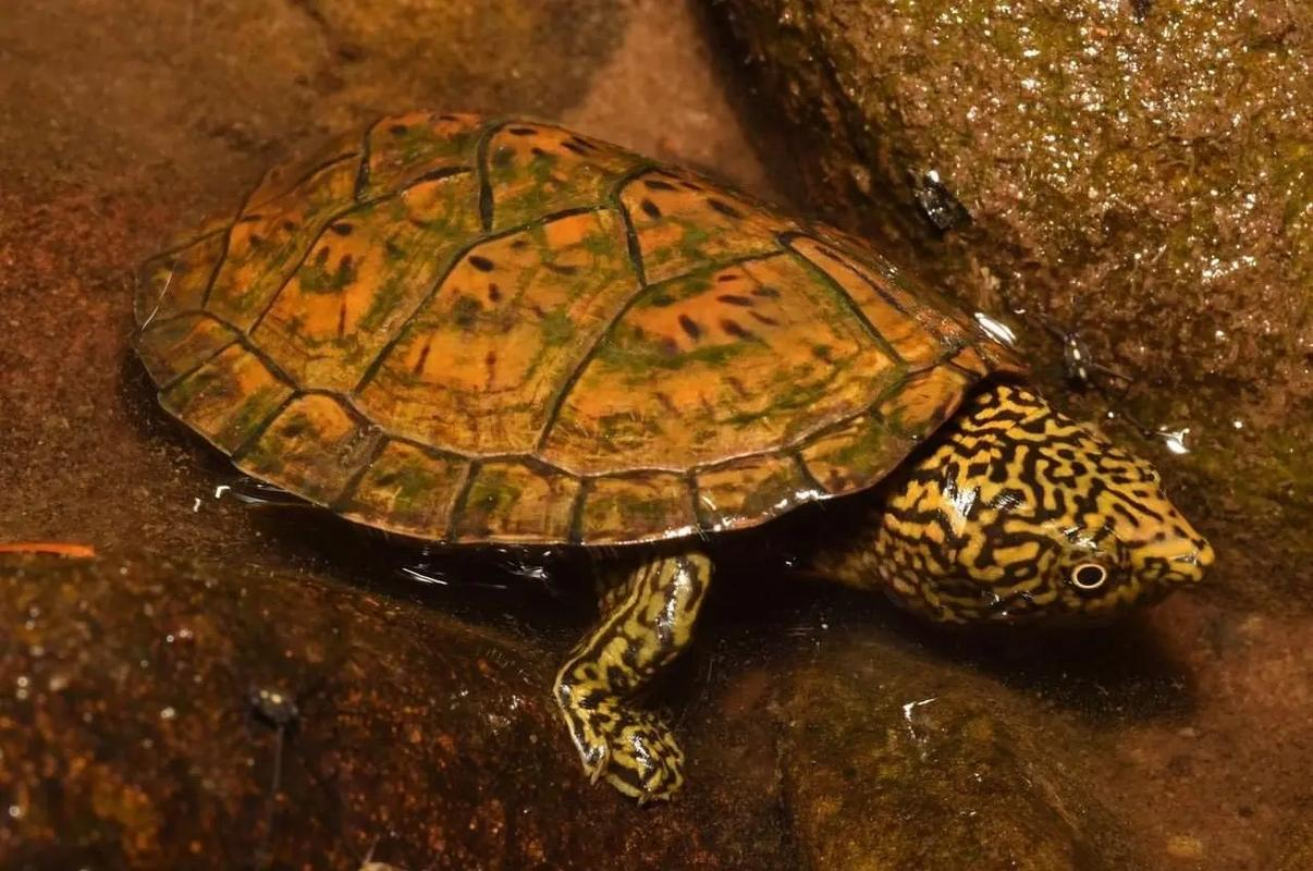 龟鳖养殖行业现状与发展趋势分析2025_人保车险 品牌优势——快速了解燃油汽车车险,人保护你周全