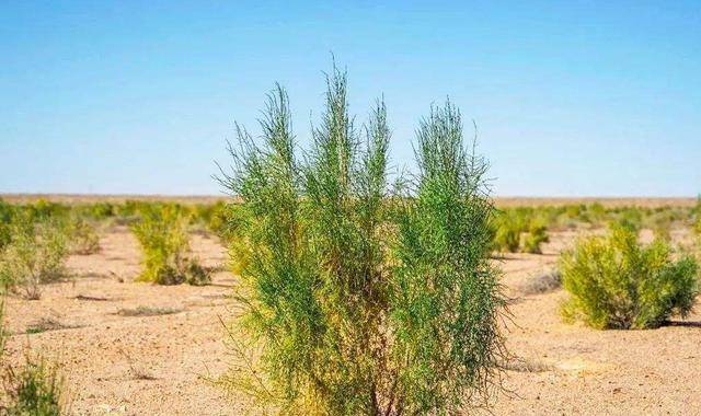 蚂蚁森林9年种下6.19亿棵树，蚂蚁集团为种树已累计协议捐资超45亿元