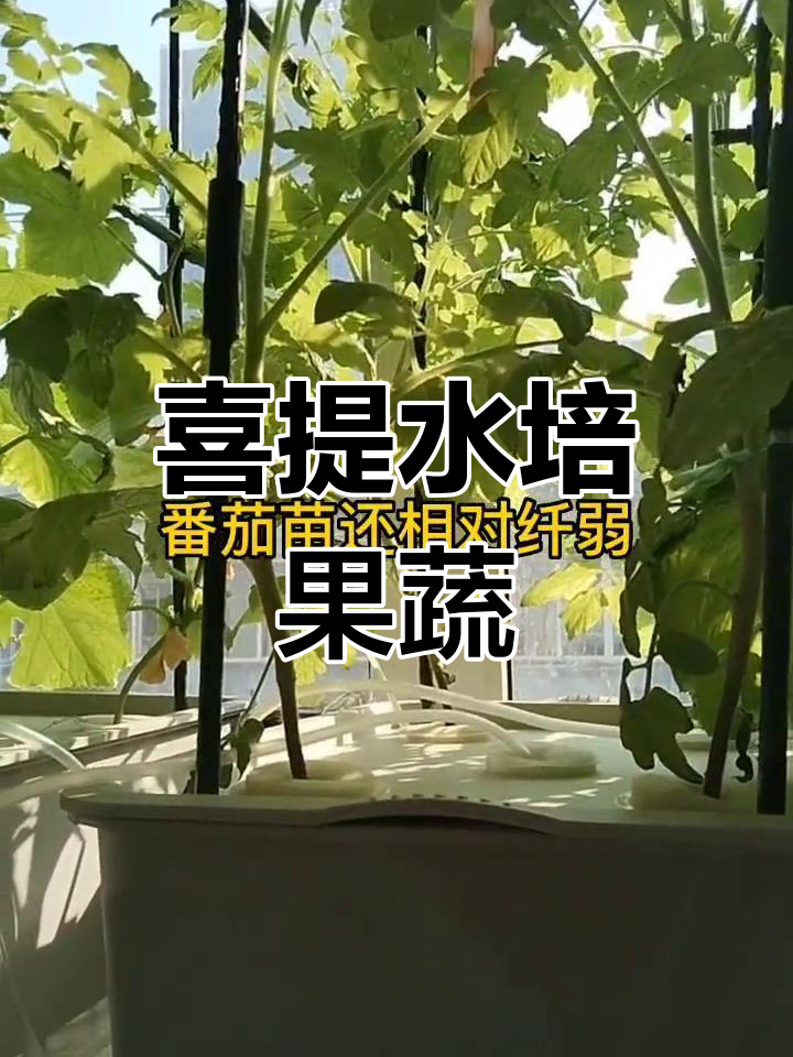 2025中国水培黄瓜行业：技术创新与模式创新双突破_人保服务 ,保险有温度