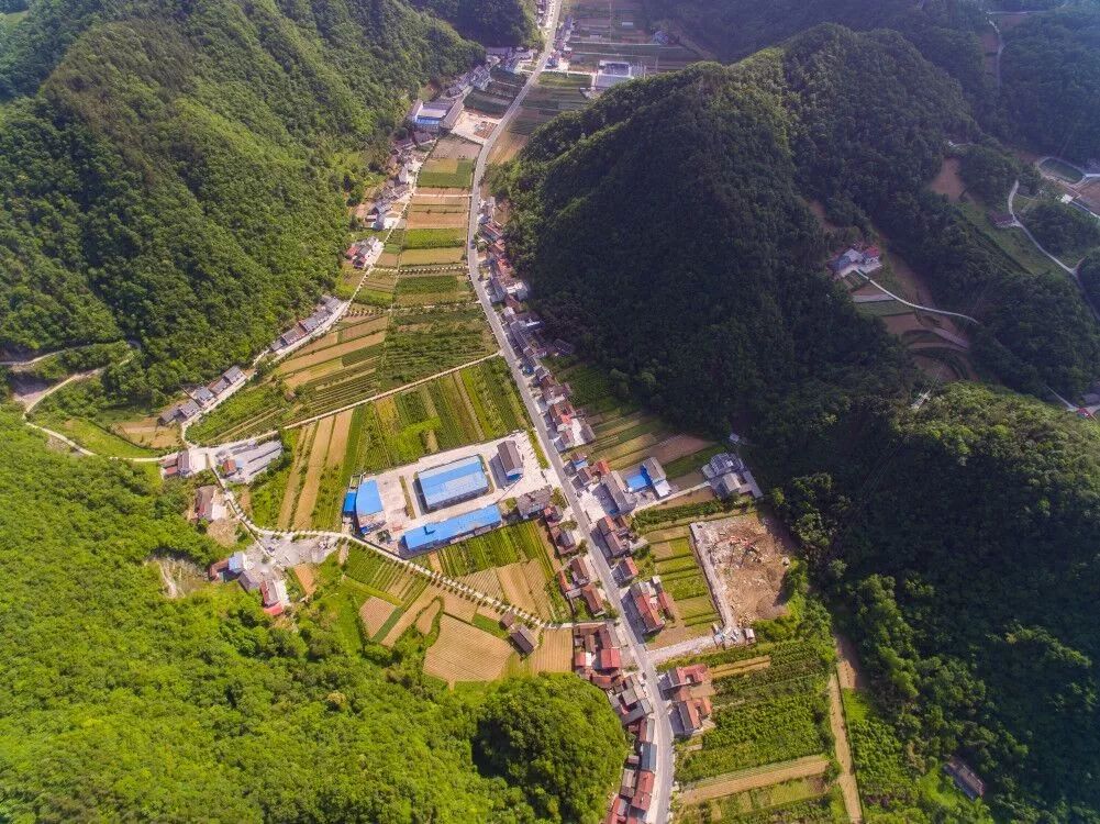 （活力中国调研行）湖北五峰：多元融合“沏”好茶乡“一杯茶”