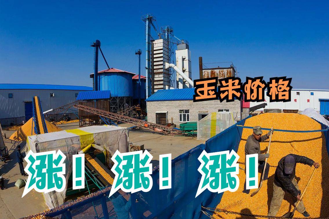 2025-2030年中国白糖行业市场:供需紧平衡与进口依赖下的价格弹性及投资机会_人保财险 ,人保有温度