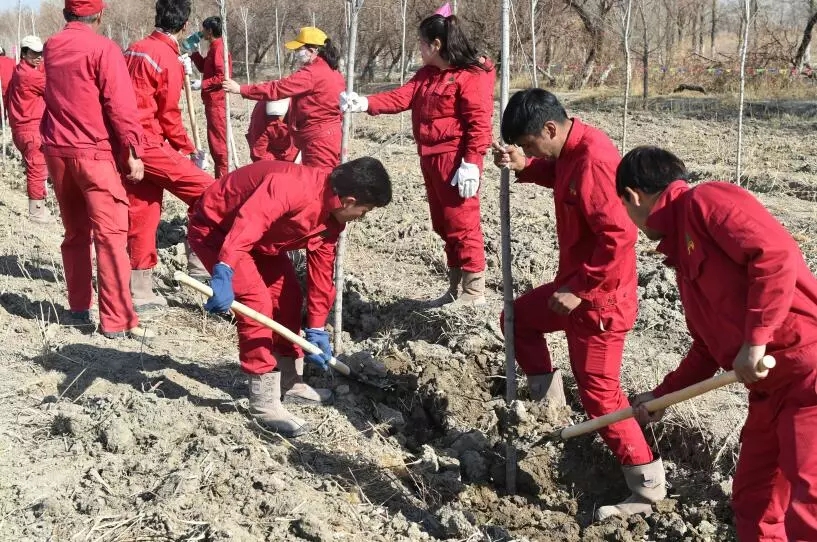 研究：热带地区植树对改善气候效果更佳