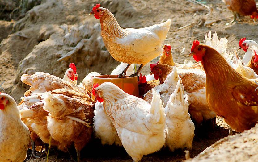 益生股份:公司10月父母代种鸡雏鸡报价为52元/套