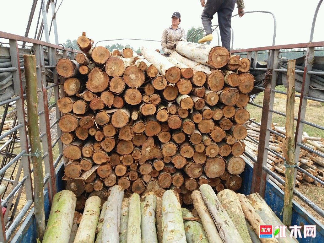 2025年桉树原木行业市场分析及未来发展趋势_人保服务,拥有“如意行”驾乘险,出行更顺畅!