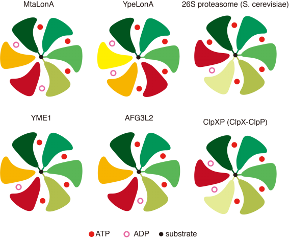中国中性蛋白酶行业:2025从“量增”到“质变”的产业升级_人保有温度,人保护你周全