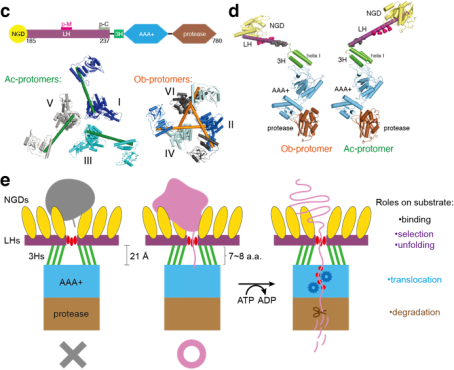 中国中性蛋白酶行业:2025从“量增”到“质变”的产业升级_人保有温度,人保护你周全