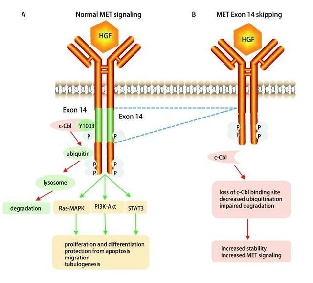 澳研究:新生儿足跟血基因测序有助于疾病早发现