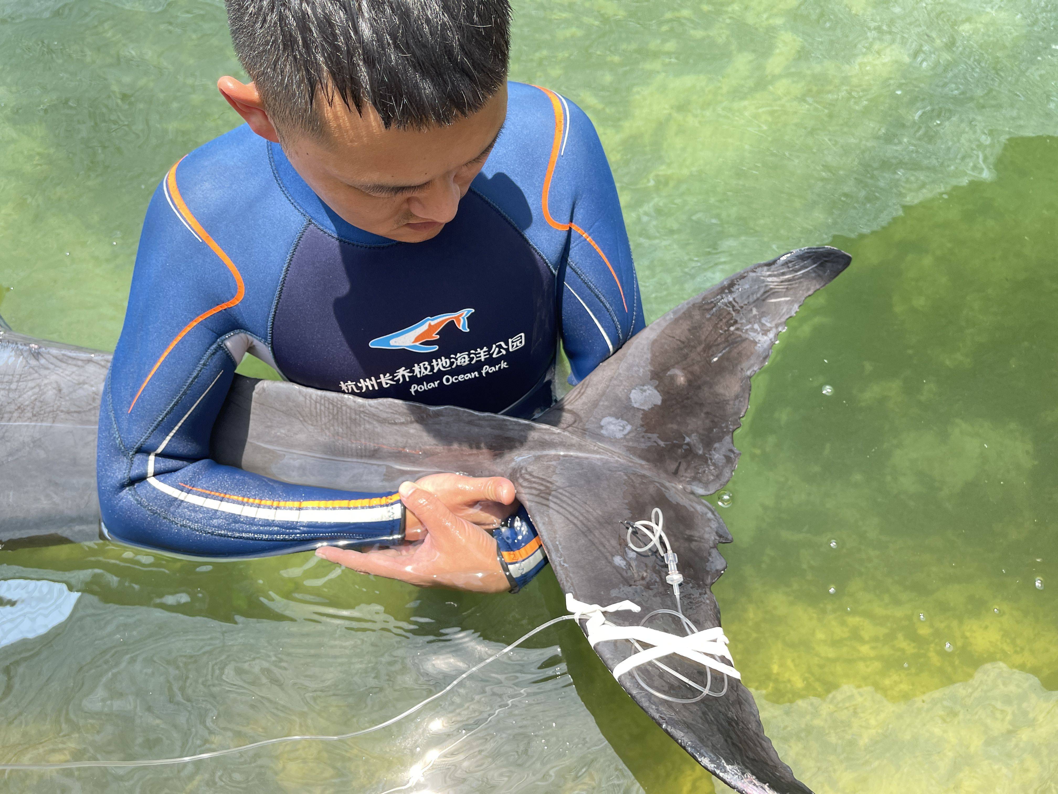 海南海鲜24小时运抵北美 琼港空运合作构建高效冷链