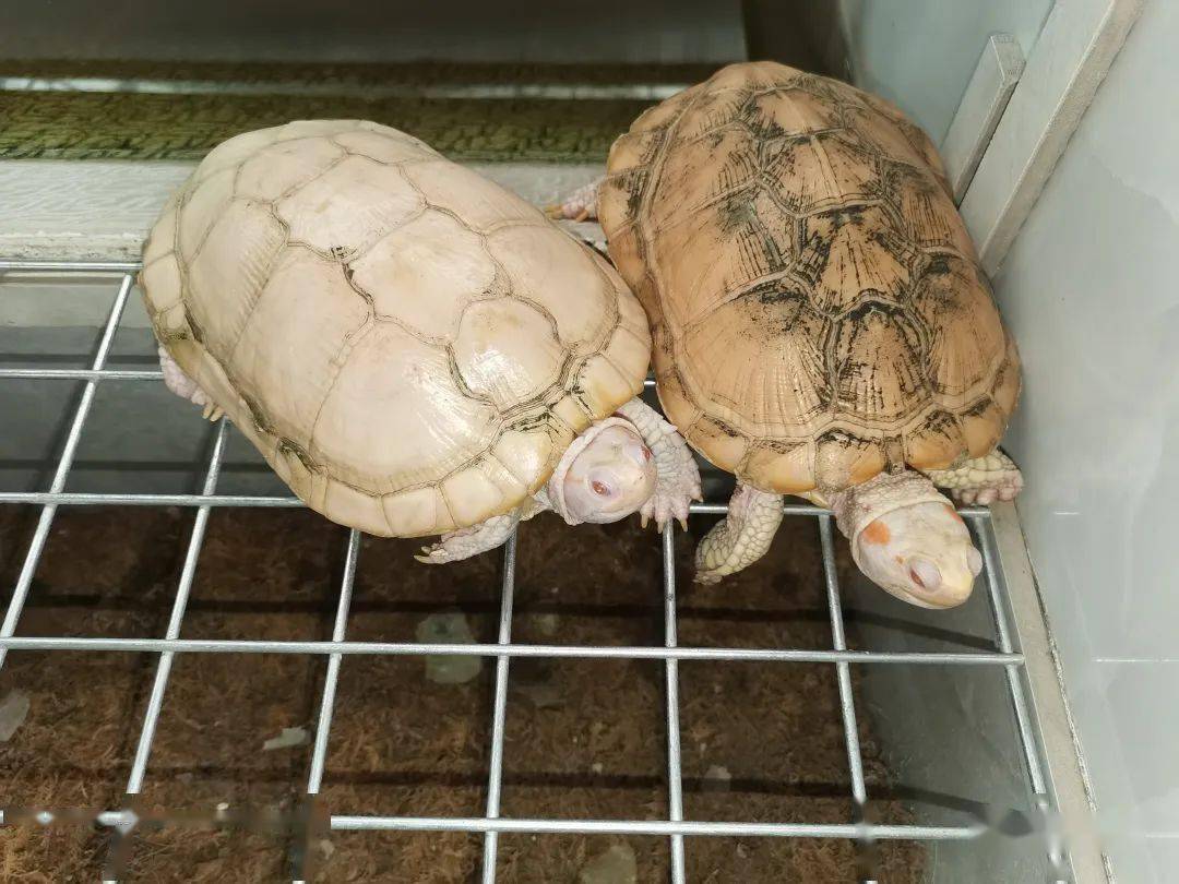 龟鳖养殖行业现状与发展趋势分析_人保伴您前行,人保护你周全