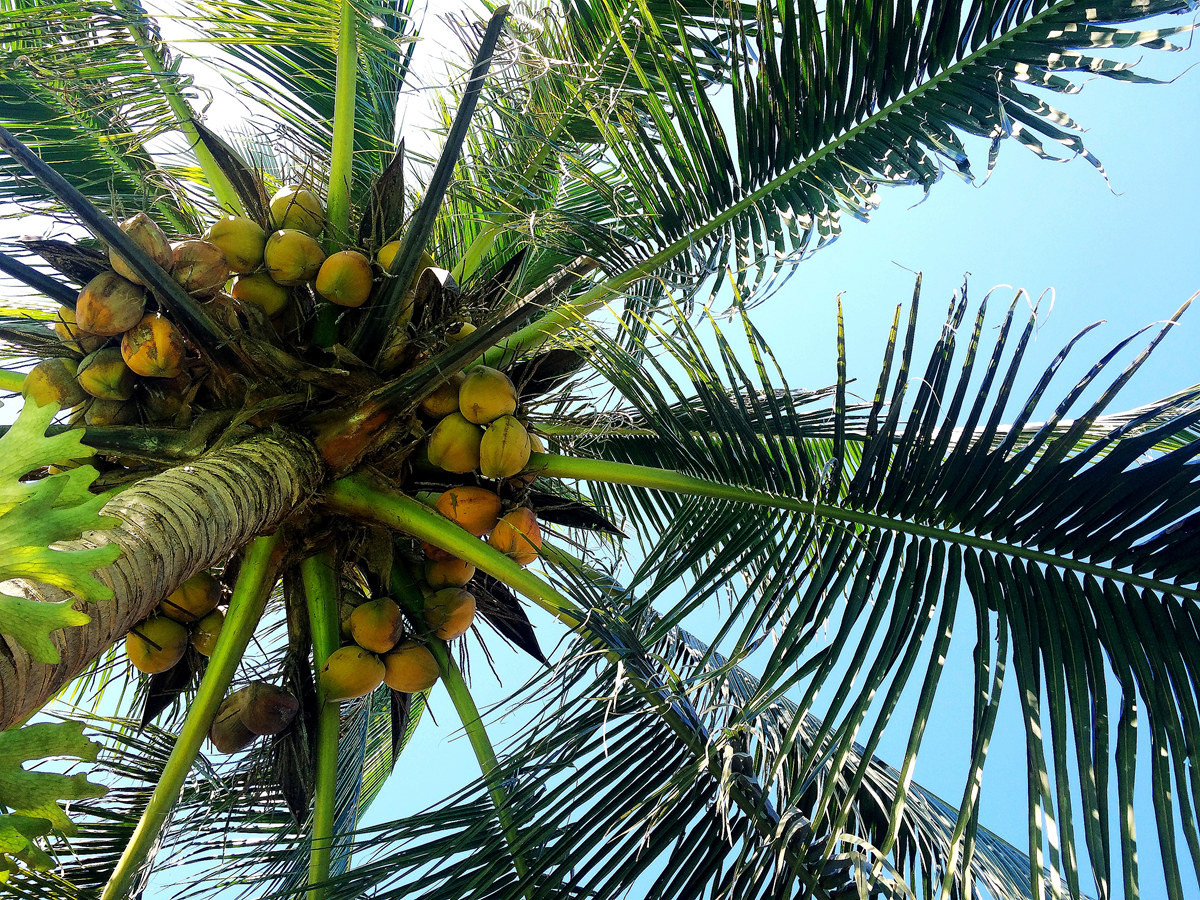 郑州至曼谷“水果快线”复航