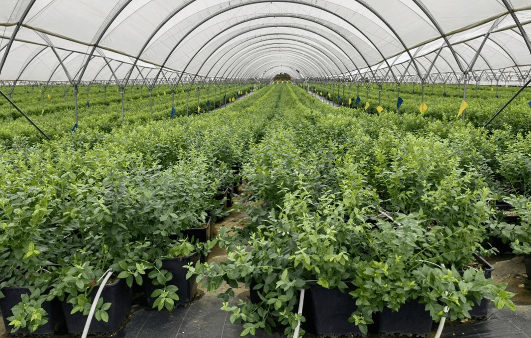 海南产经新观察:“数”说澄迈“产业新生态”