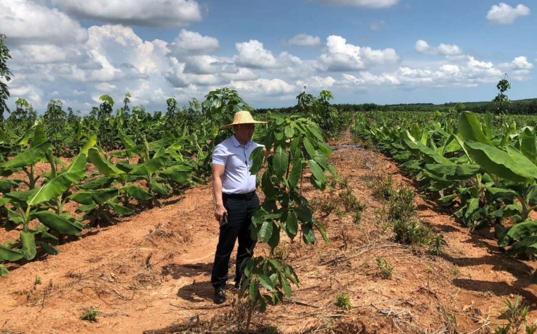 海南橡胶:前三季度亏损2.75亿元