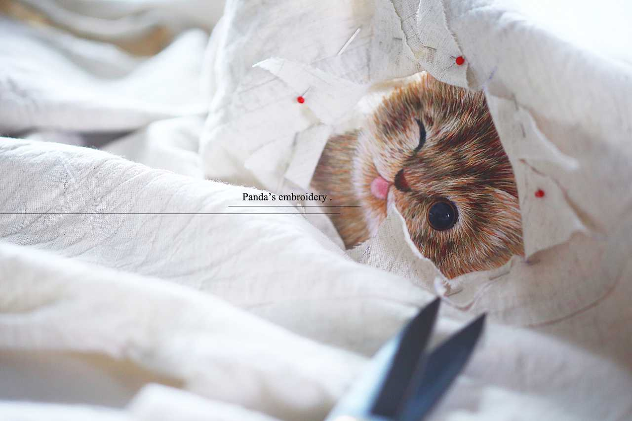 法国研究团队实现动物完整器官血液循环四维成像