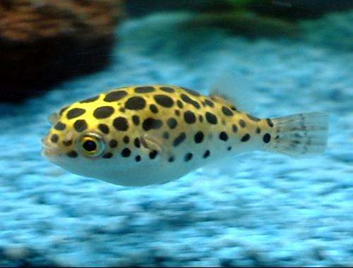 云南淡水鱼首次出口阿联酋