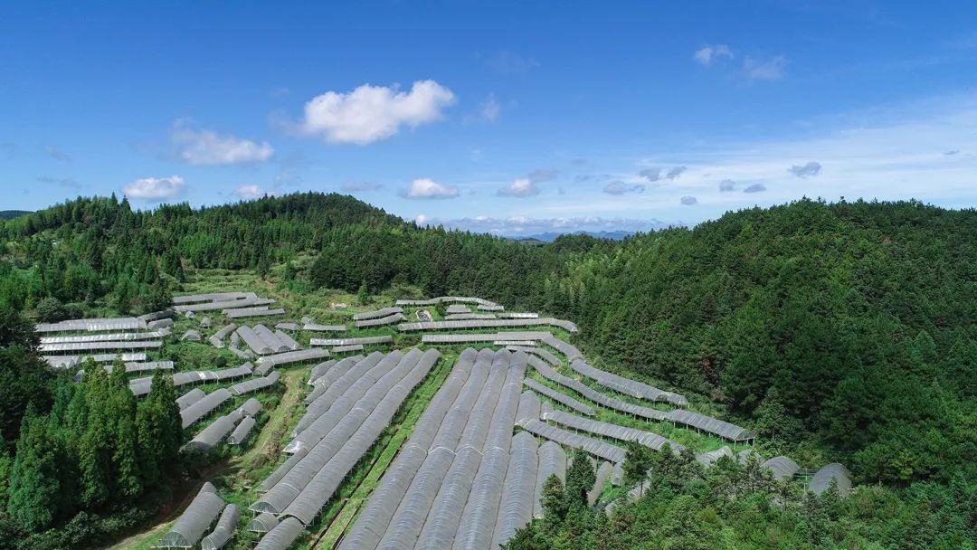 广西龙州奶水牛产业托起农户致富梦