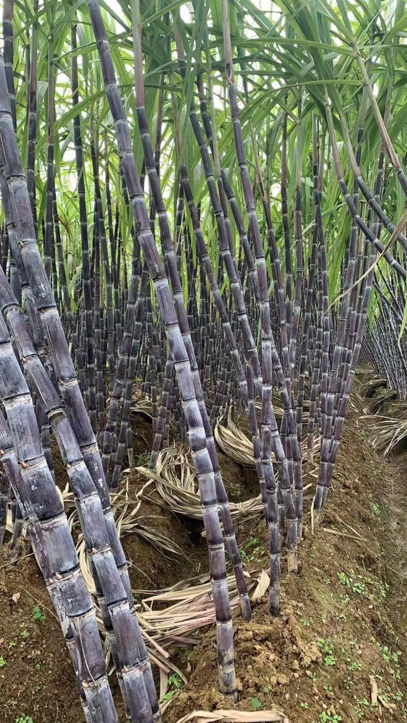 广西来宾实现“一根甘蔗吃干榨净”