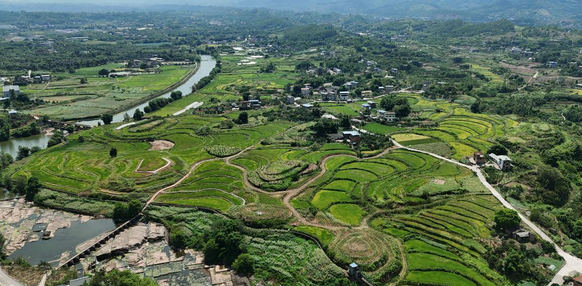 (乡村行・看振兴)一颗糯米薯的“增值之路” :福建柘荣小特产撬动乡村大产业