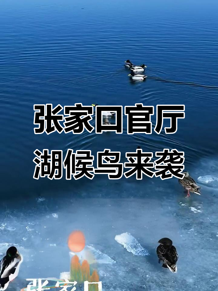 北京密云水库迎候鸟先头部队 多措并举保障顺利迁徙