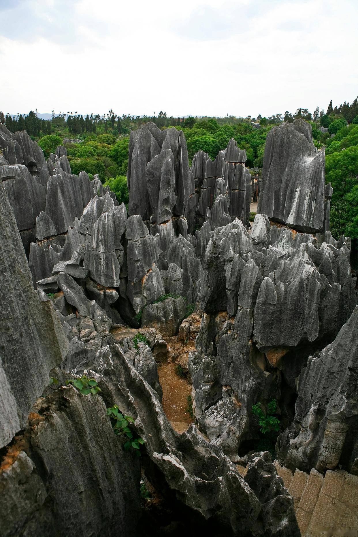 永安林业录得6天4板