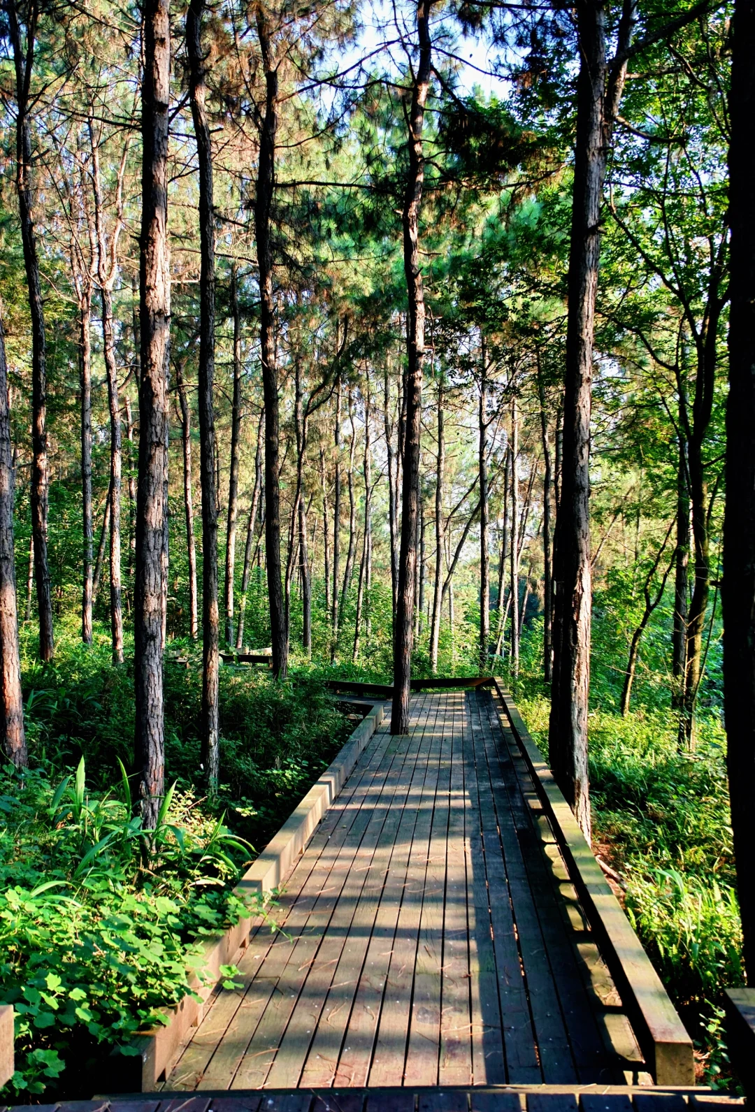 永安林业录得6天4板