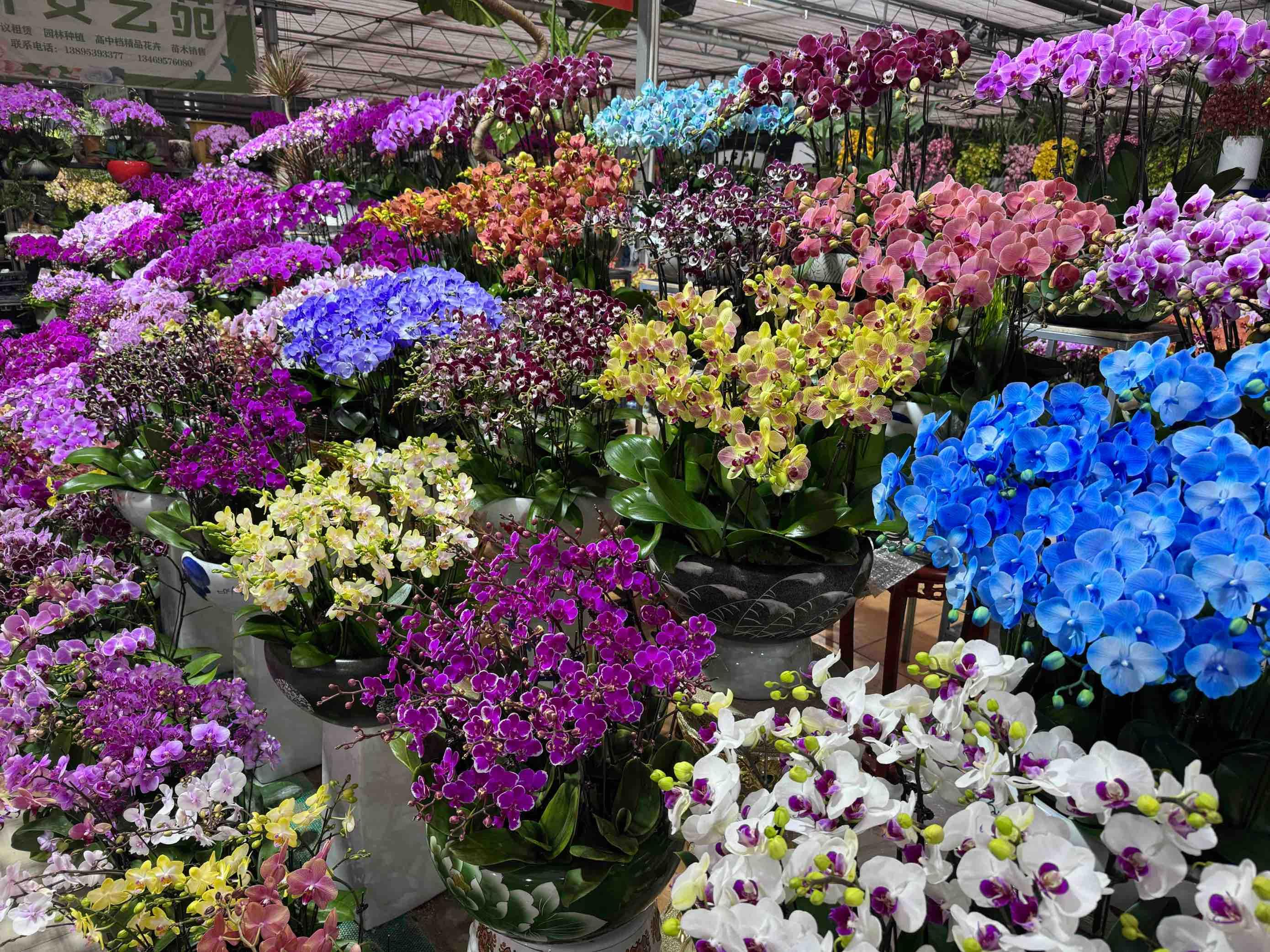 宁夏银川：花卉飘香产业旺