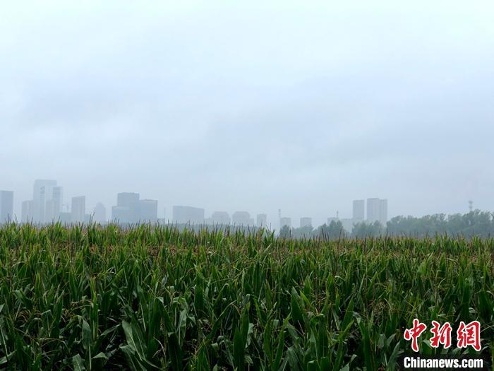 扩至91个！全国农业气象试验站网将优化调整