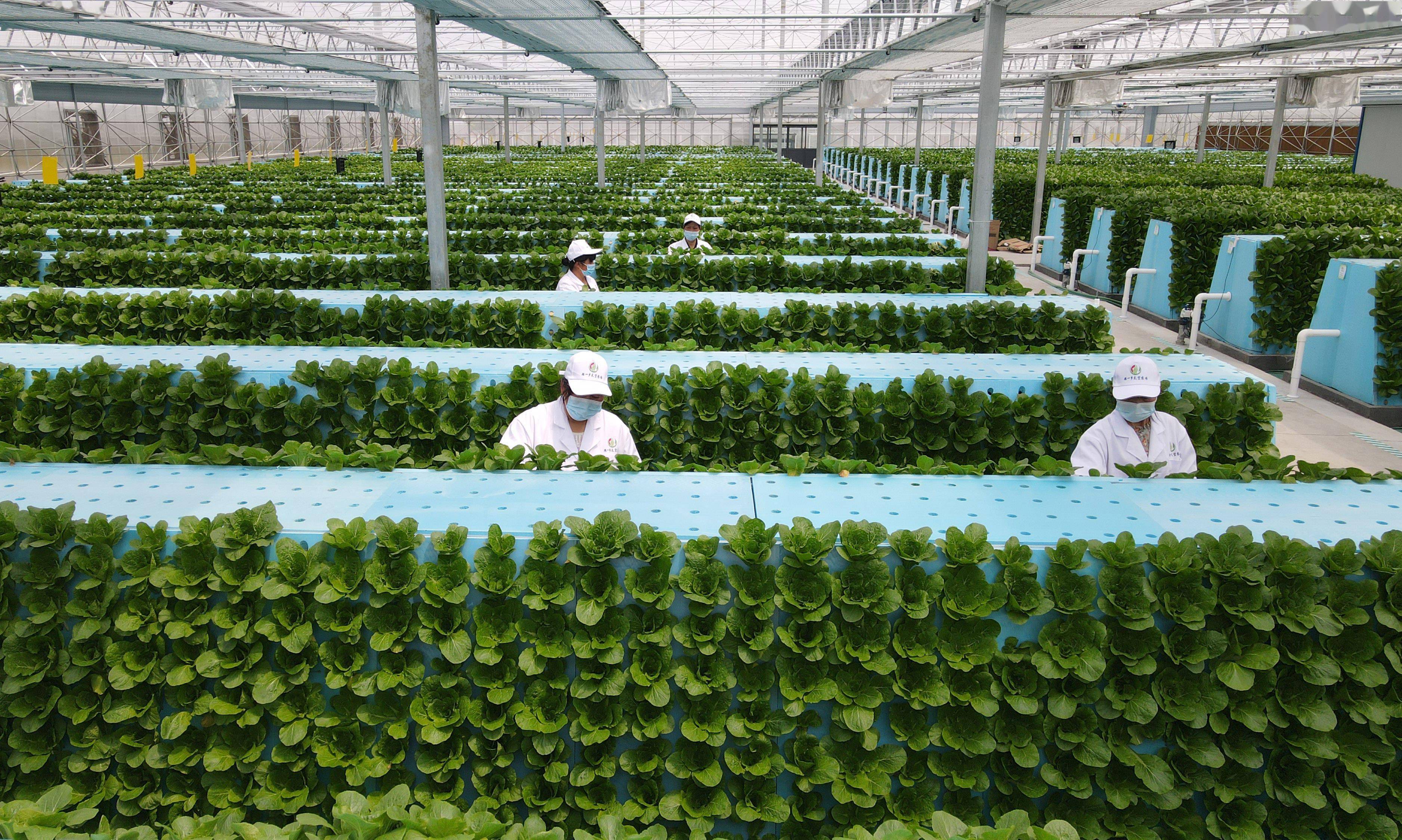 科技让种植规模挣脱人力束缚(念念有余)