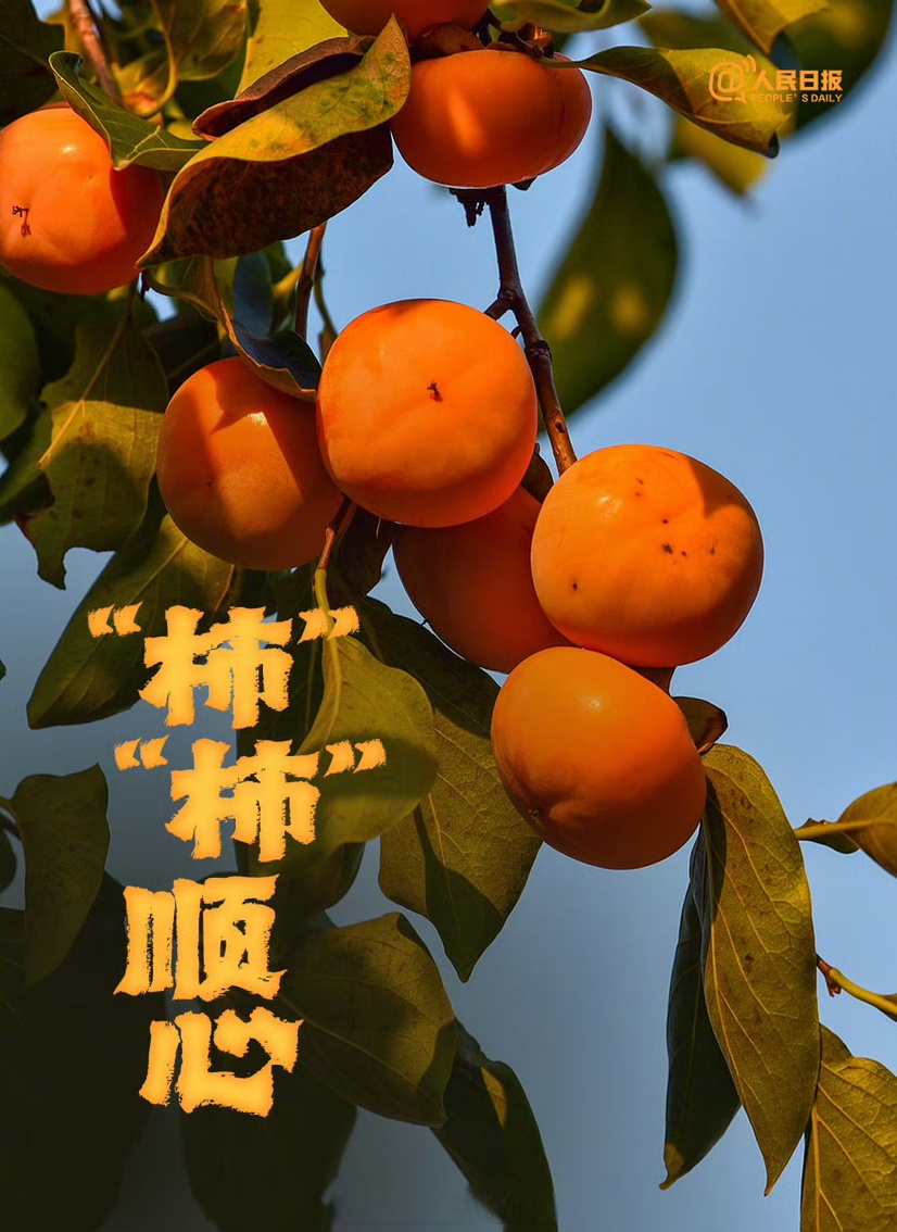 (走进中国乡村)“柿柿如意”增添浙南山村“甜蜜味”