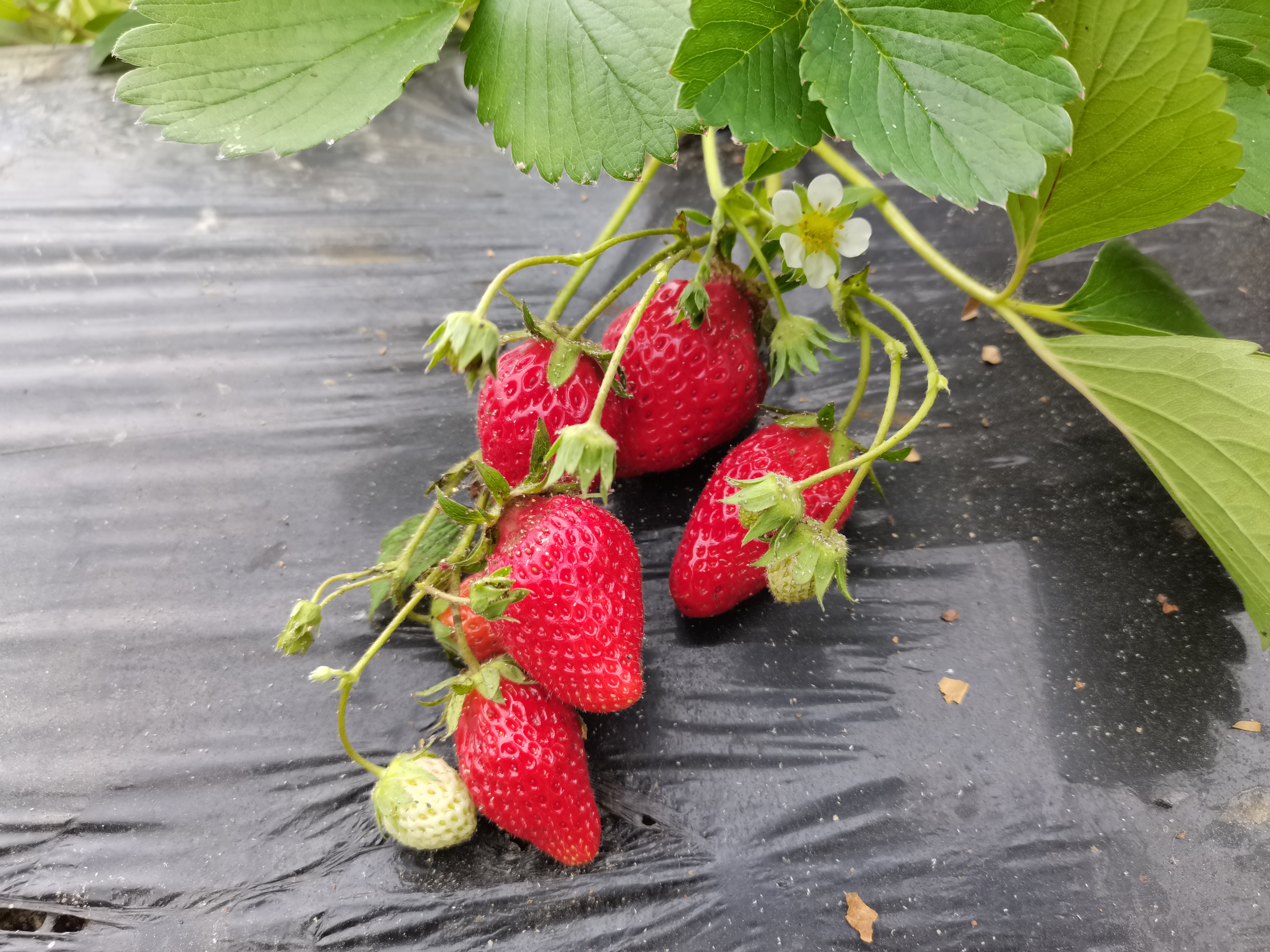 (乡村行・看振兴)广东七星村:草莓喜丰收 “映红”振兴路