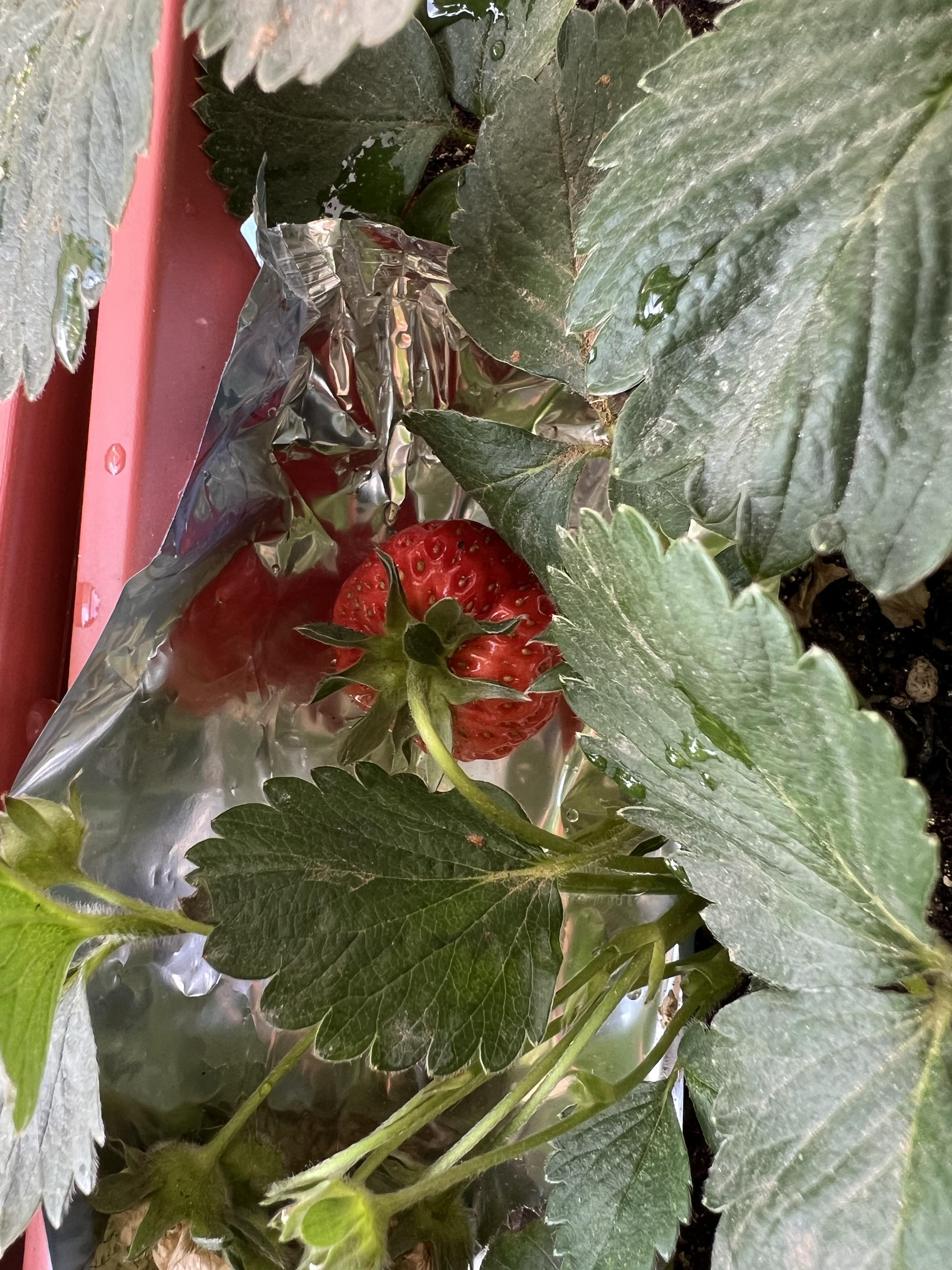 (乡村行・看振兴)广东七星村:草莓喜丰收 “映红”振兴路