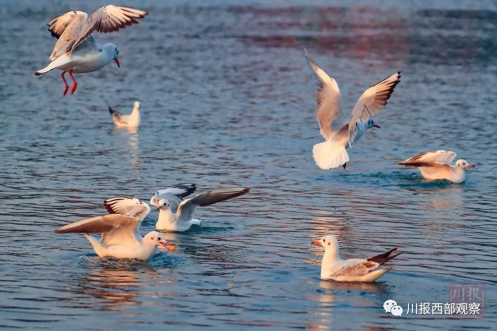 四川生态文明示范创建:新增8地国家级命名 累计数量西部第一