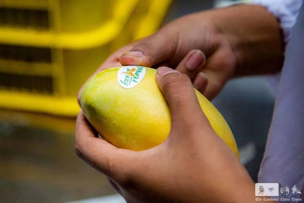 2025年柬埔寨国际贸易额逾652亿美元