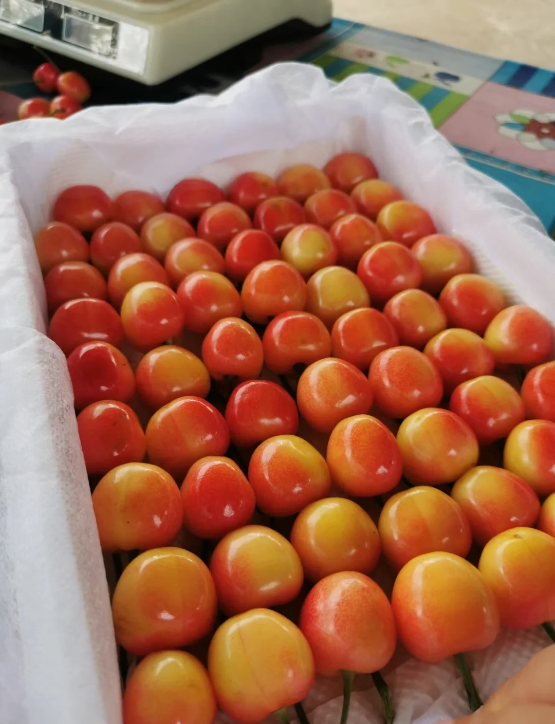 车厘子价格跌超30%、高端品种逆势坚挺，春节前或再迎涨价潮