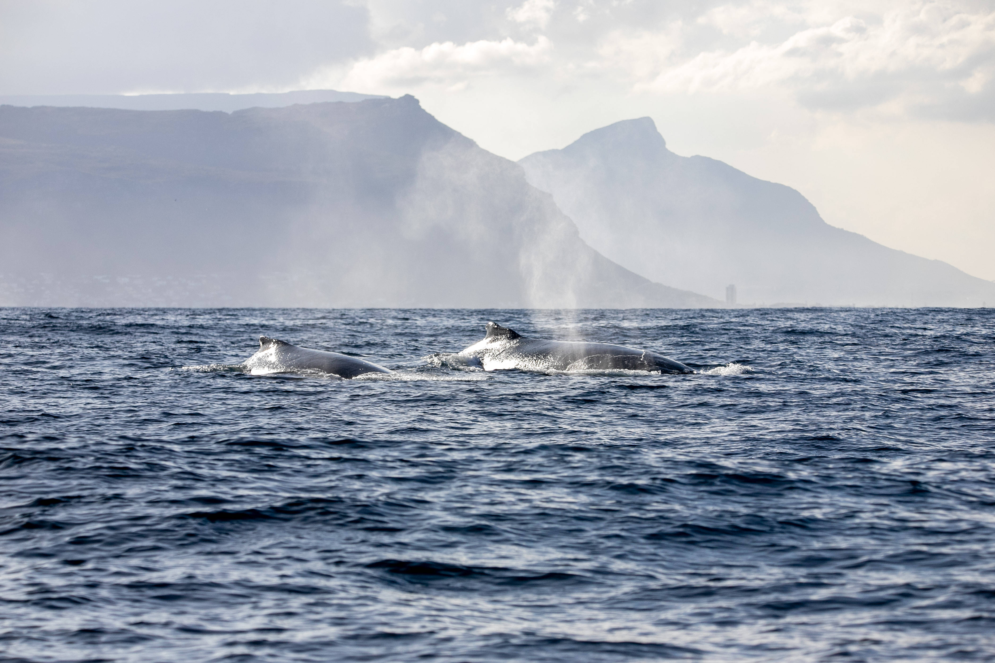 “海洋暗波”框架为揭示海洋光照危机提供新视角