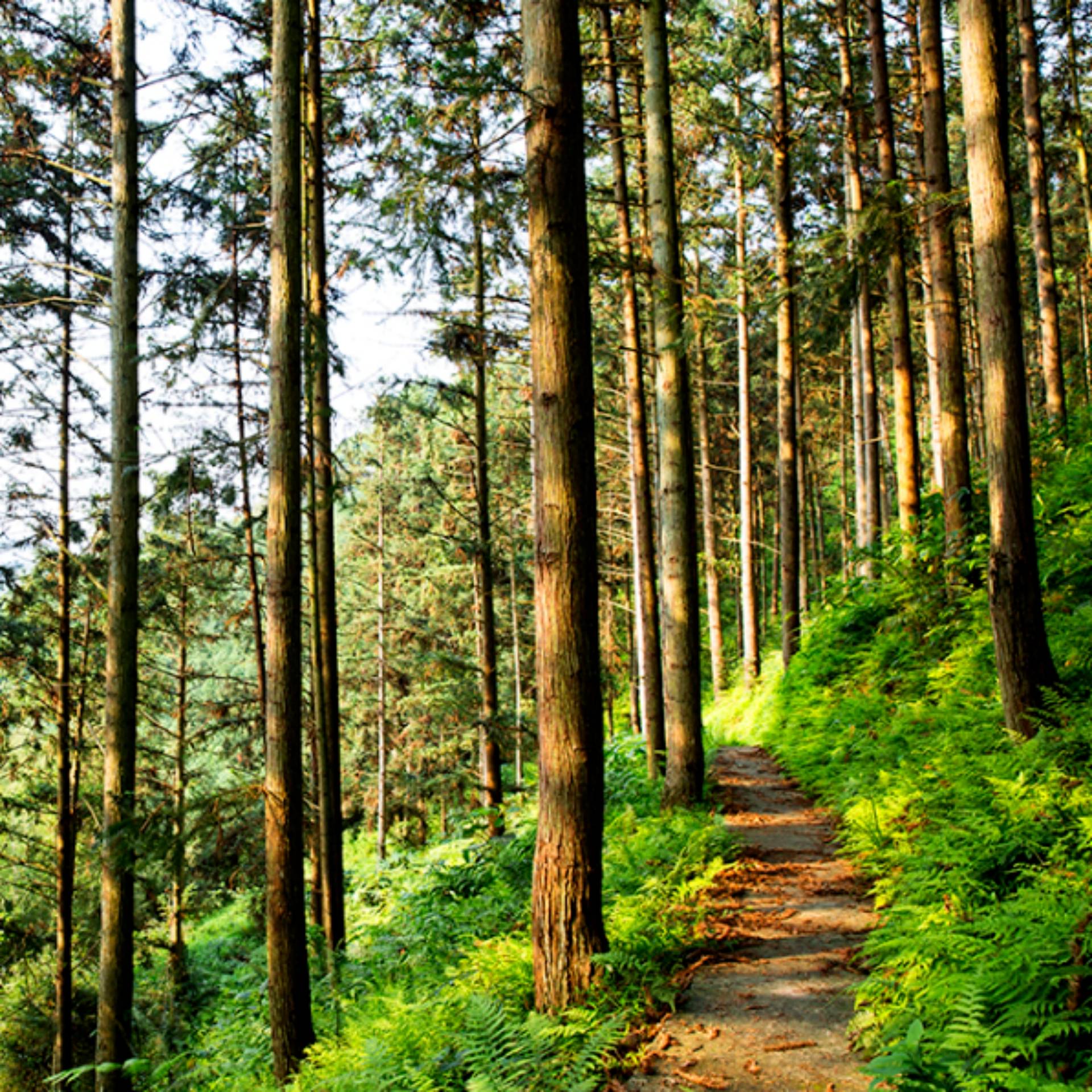 广西：深入实施“广西国家储备林林票”制度改革 深化国有林场改革发展