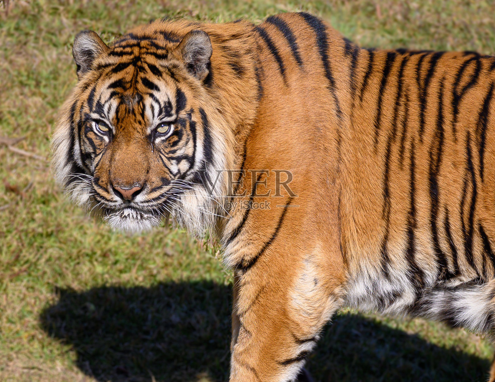 拉普拉斯龙虎榜数据（1月27日）