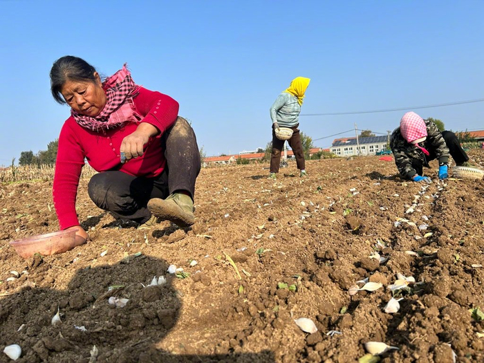 中国蒜乡村庄不种蒜 却能“收全国、卖全球”