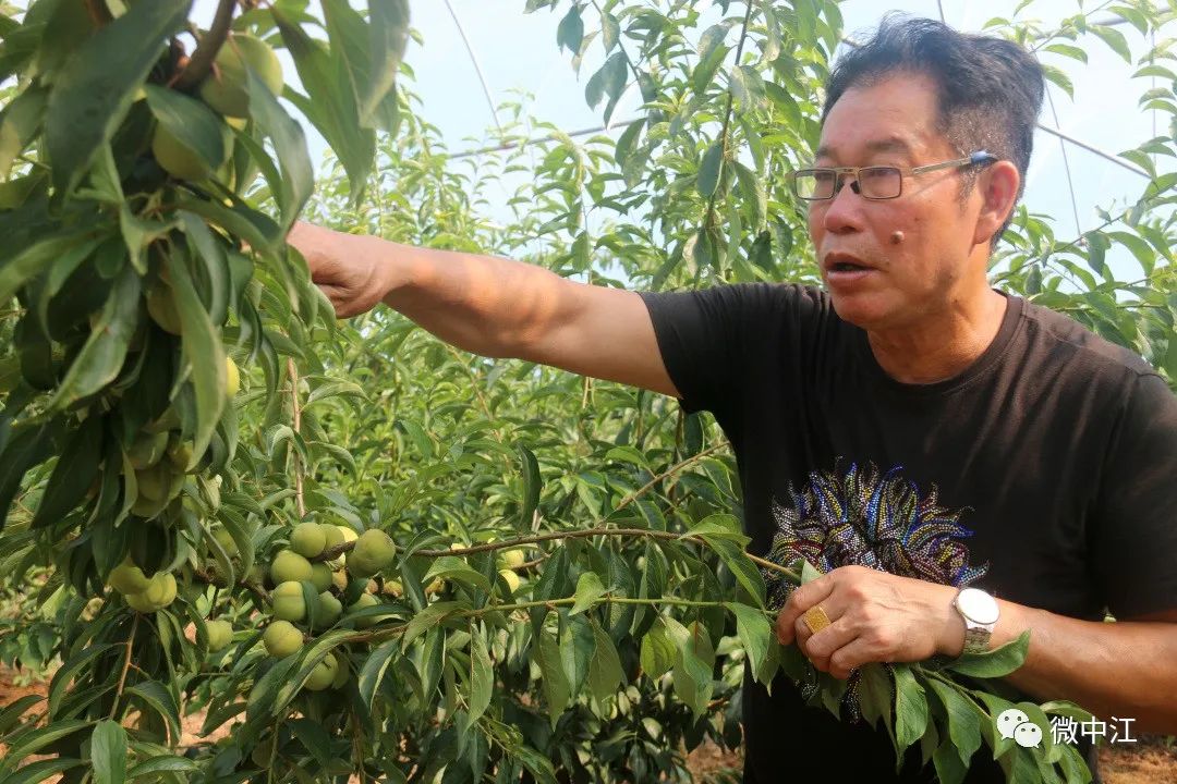 （乡村行・看振兴）广东七星村：西瓜“甜透”致富路