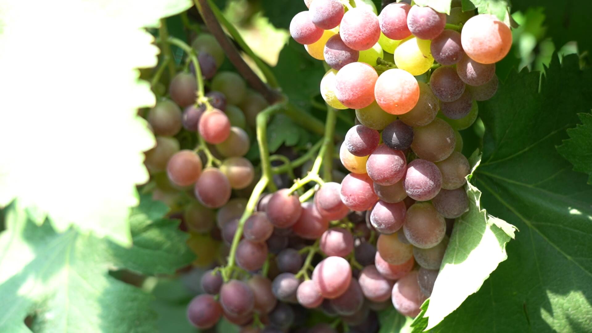 （乡村行・看振兴）广东七星村：西瓜“甜透”致富路