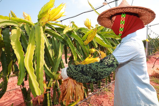 青海：五年累计117万脱贫劳动力实现务工增收